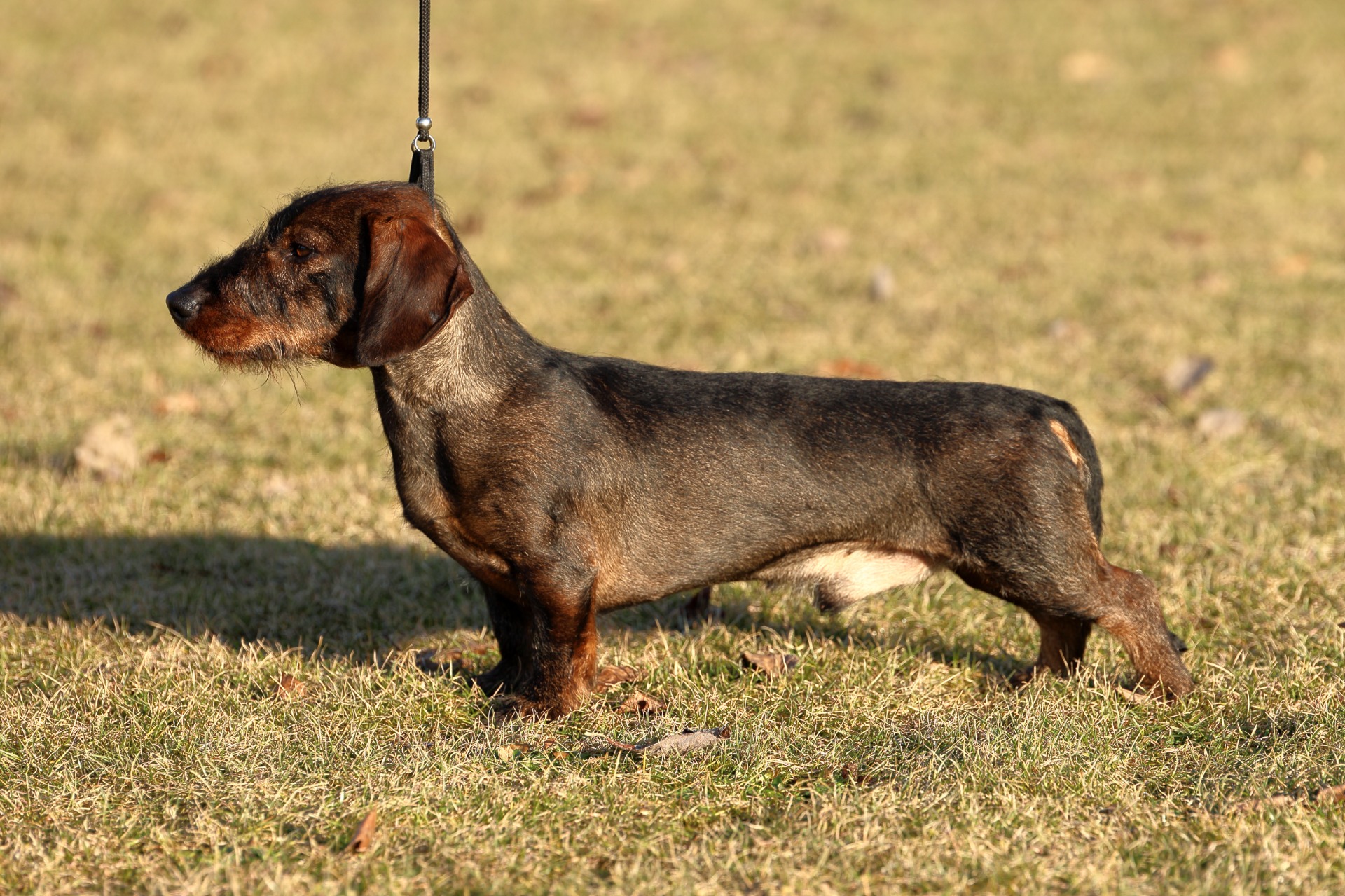 1. místo - Karro z Roštěnských boří