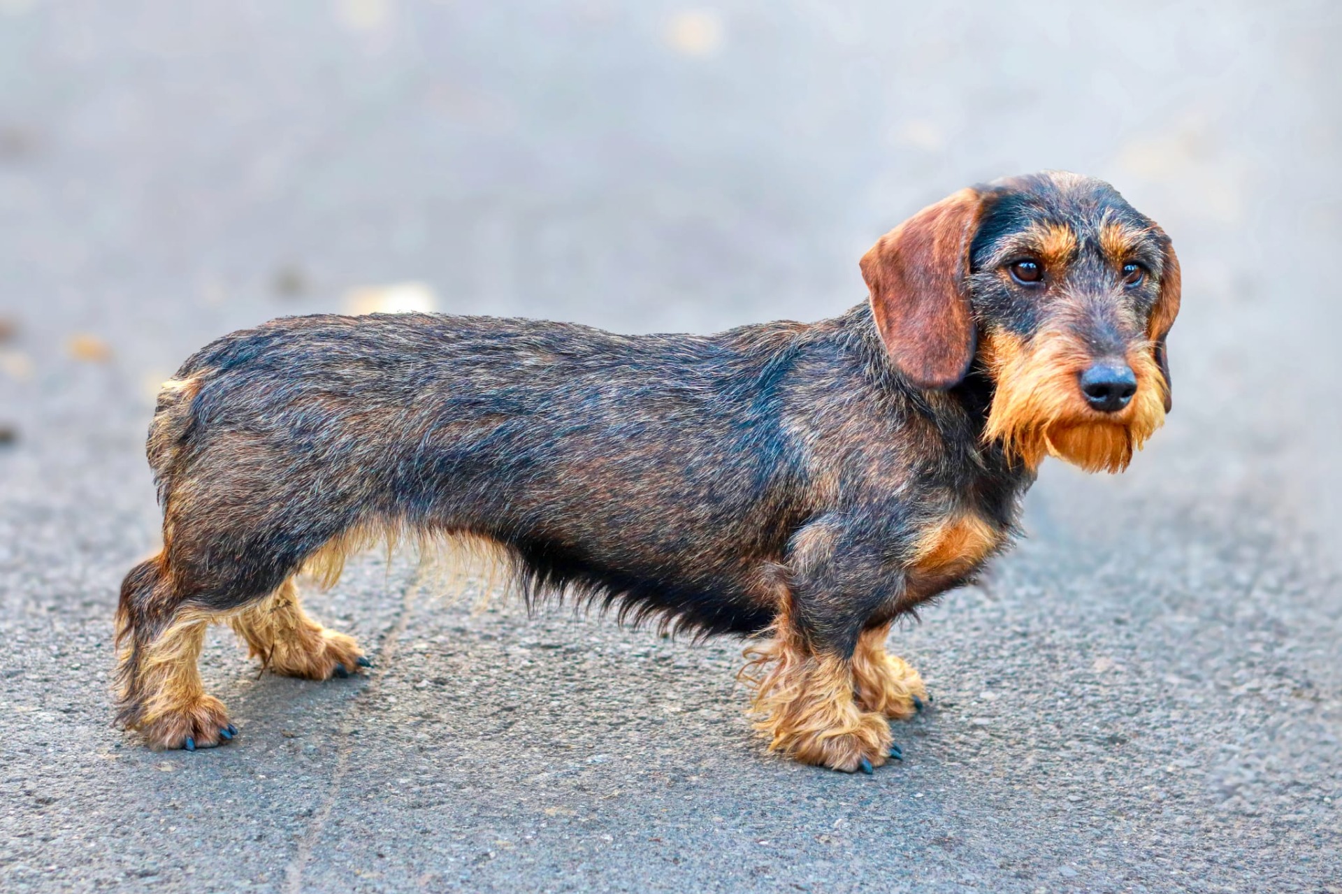 3. místo - Bira z Popůvských luk